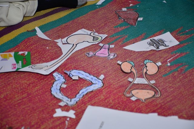 internal organs 20